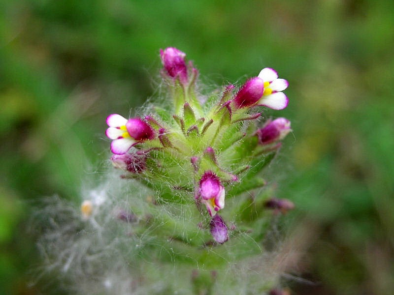 Parentucellia latifolia / Perlina rossiccia
